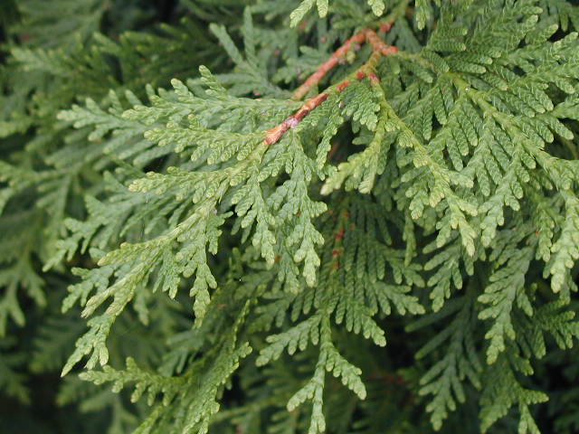 Thuja occidentalis Brabant